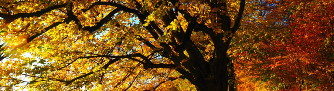 It’s Fall, So What Should I Be Doing? It’s Fall, So What Should I Be Doing?