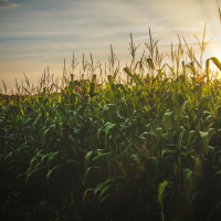 Discover the ‘Corn Drafting’ Technique