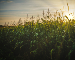 Discover the ‘Corn Drafting’ Technique
