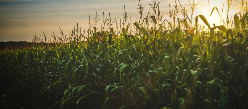 Discover the ‘Corn Drafting’ Technique